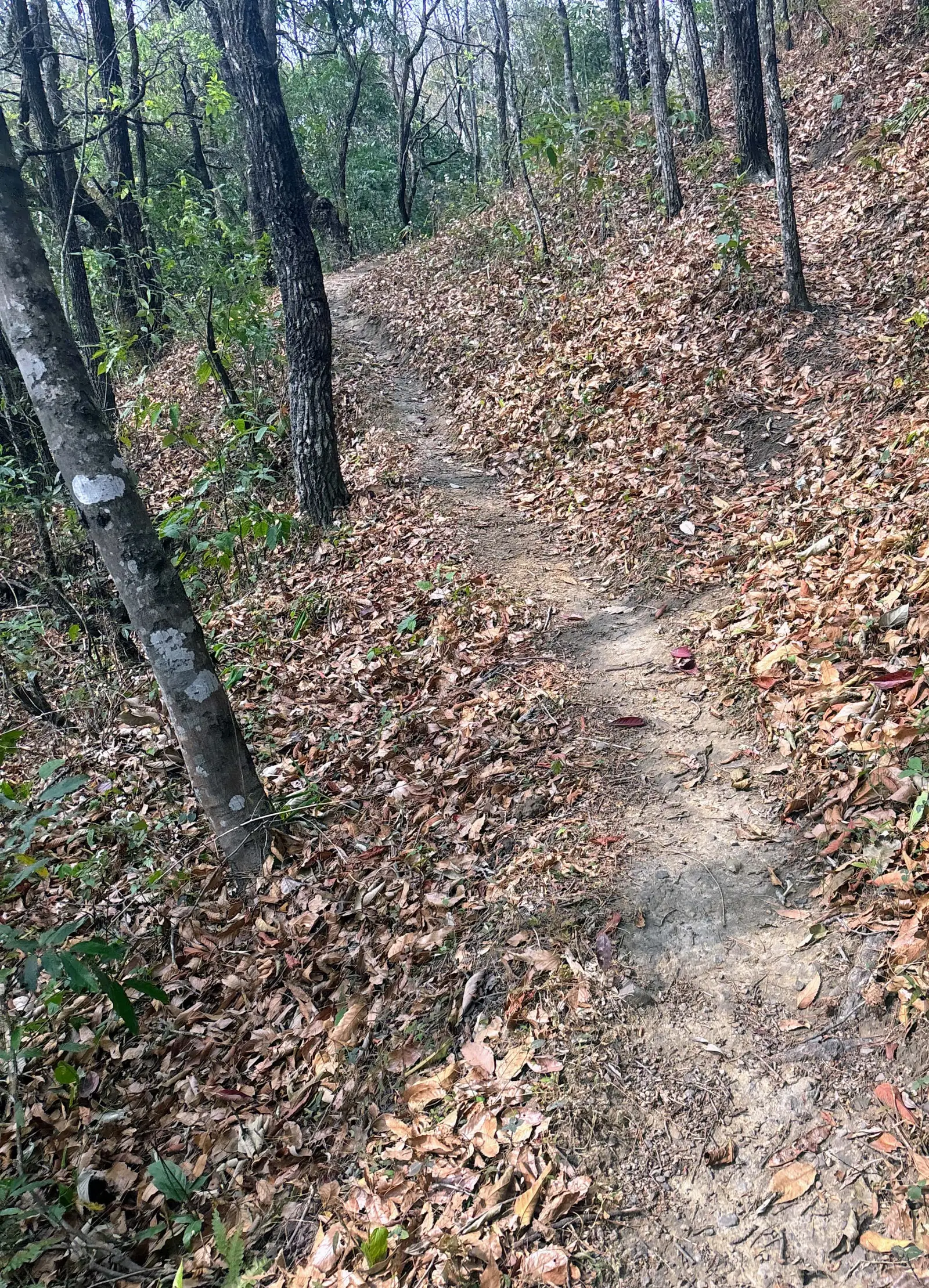 Ultra Trail Kohima trail photo 2-2