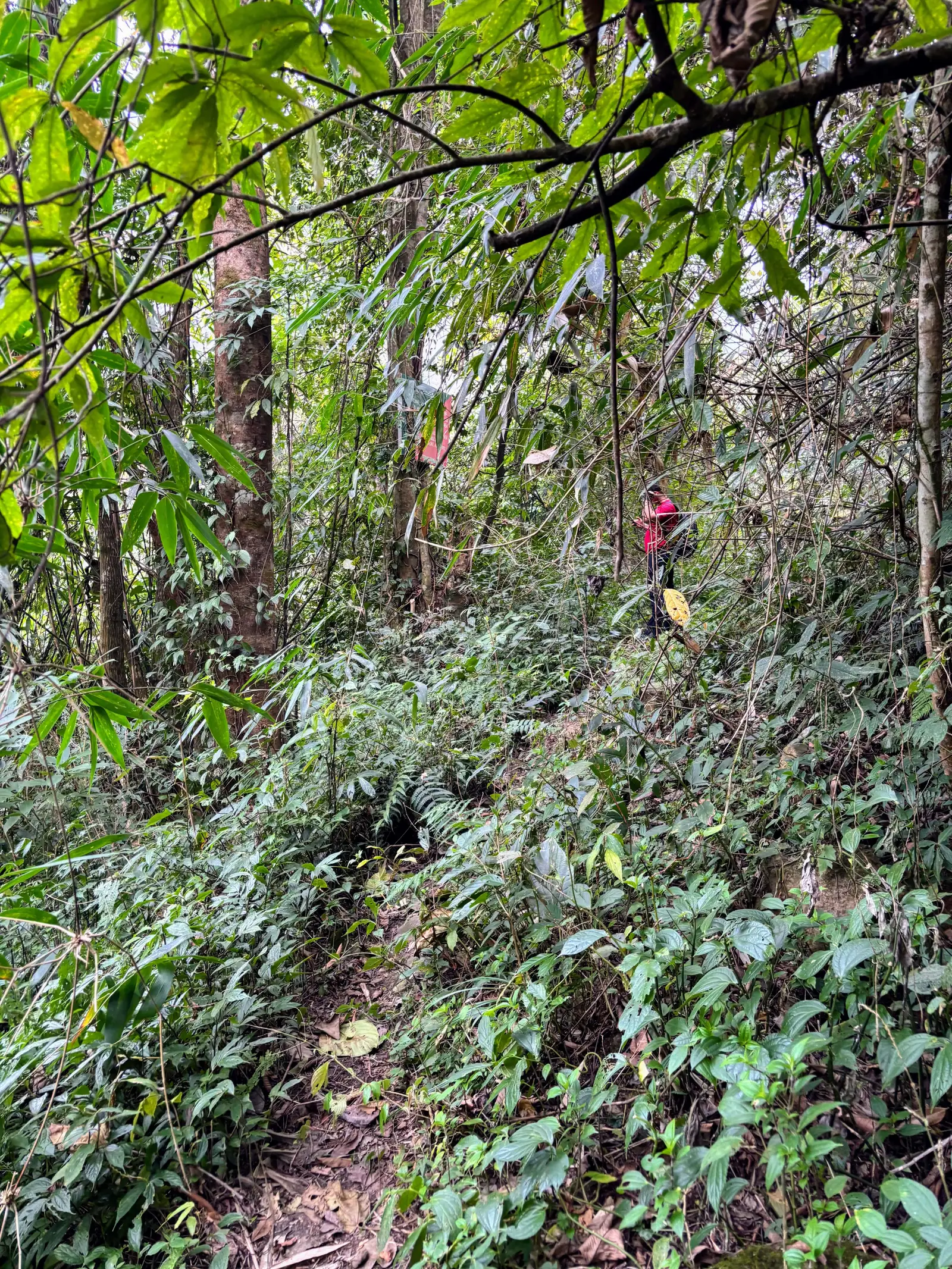 Ultra Trail Kohima trail photo 2-3