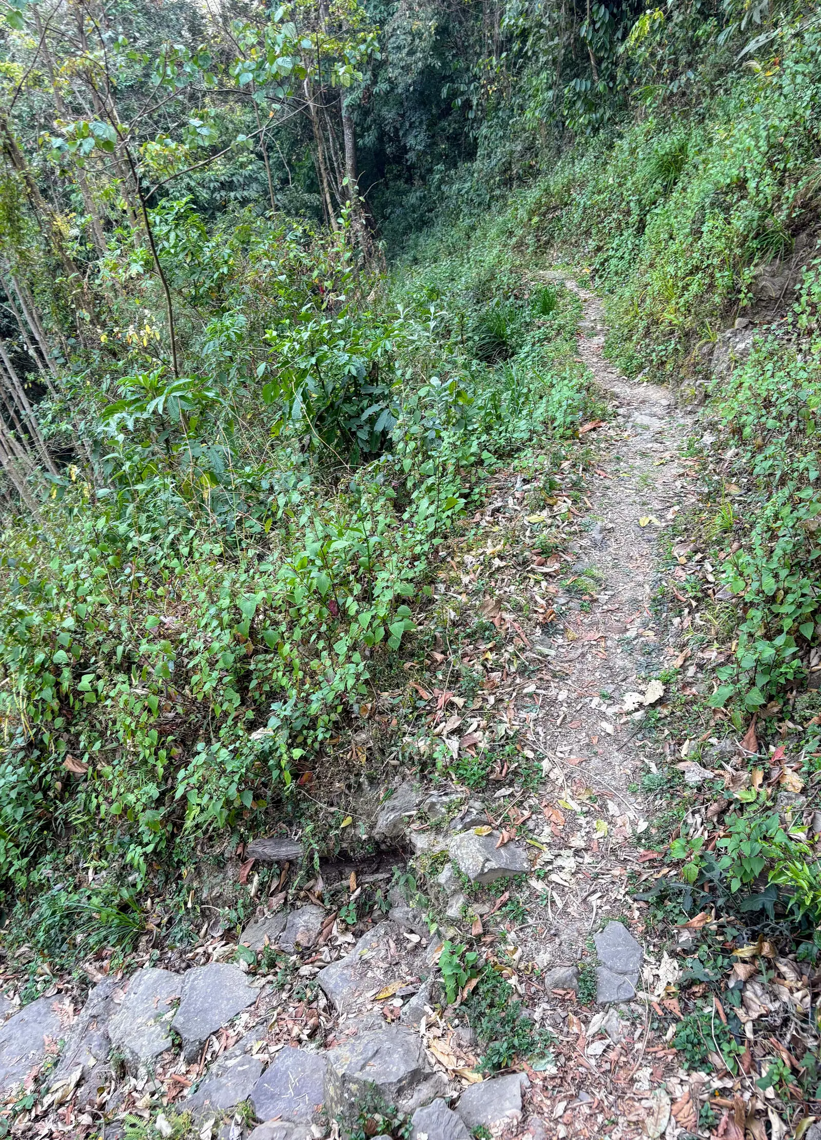 Ultra Trail Kohima trail photo 2-4