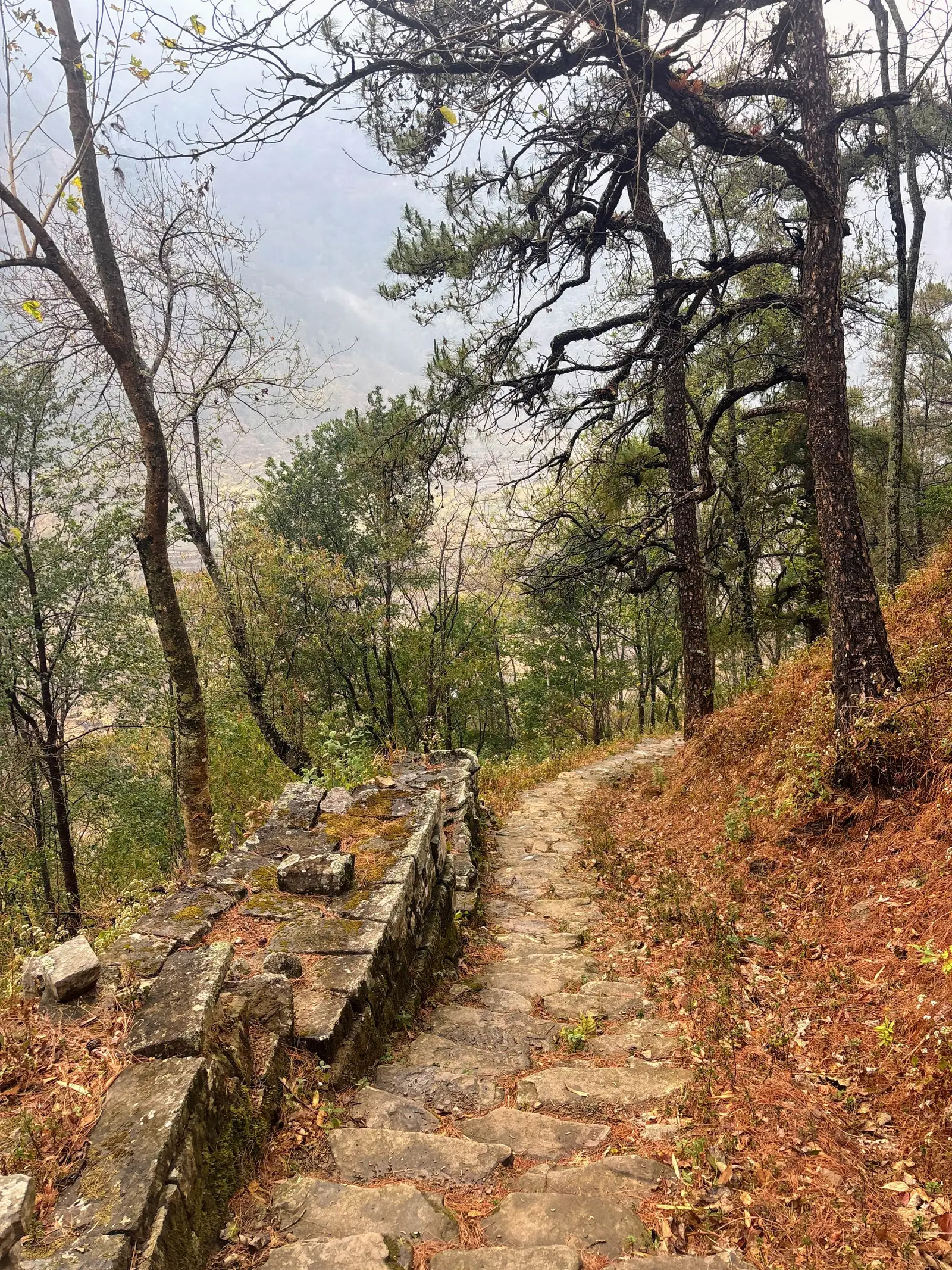 Ultra Trail Kohima trail