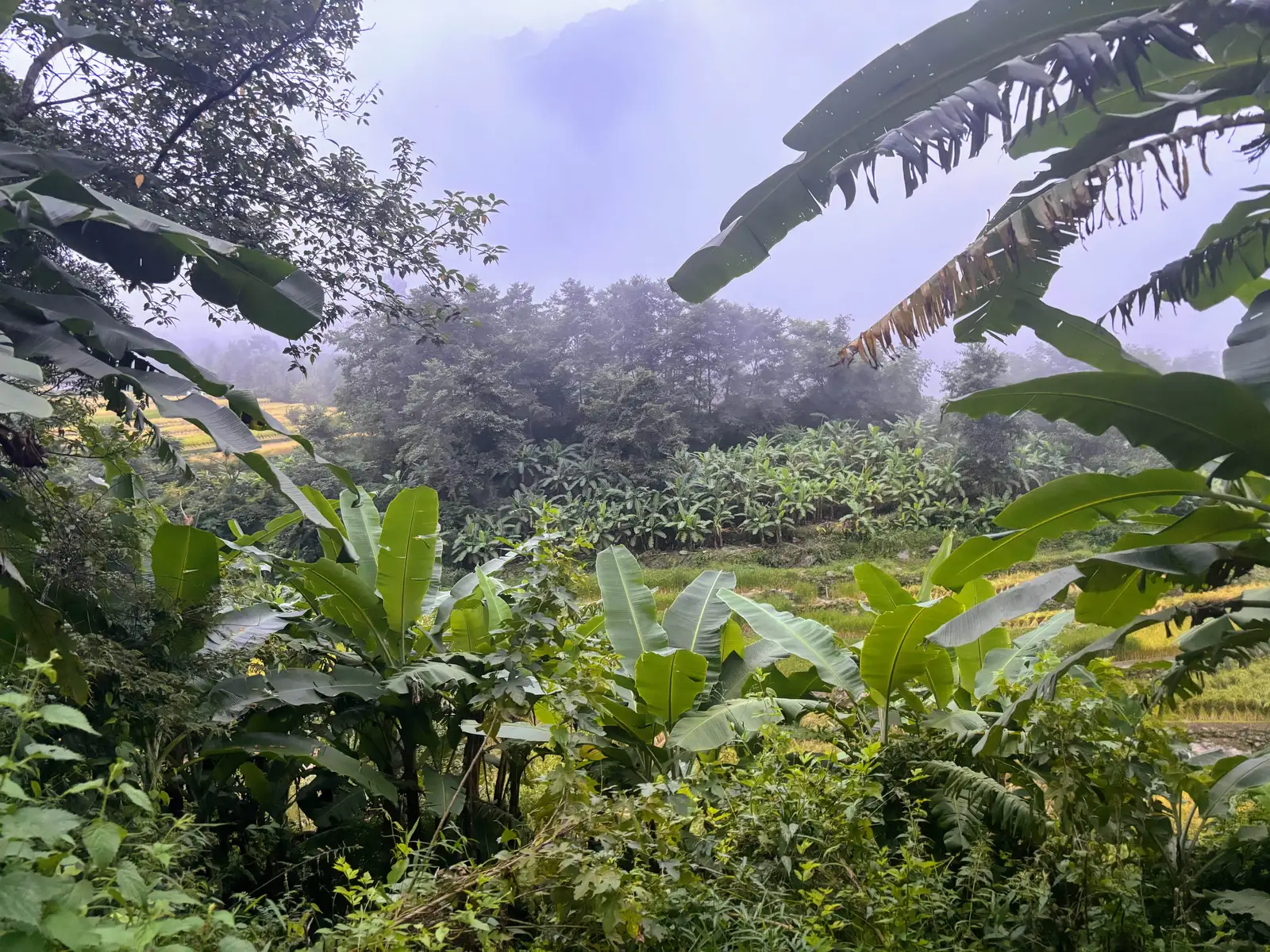 Ultra Trail Kohima trail