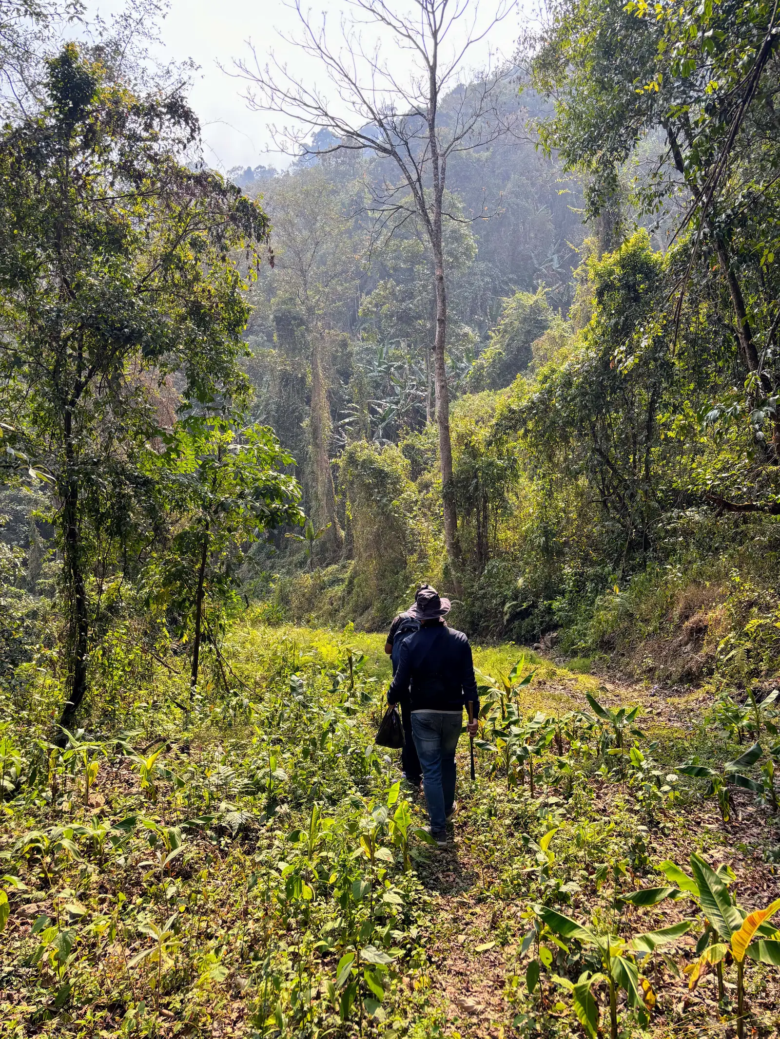 Ultra Trail Kohima trail photo 5-2